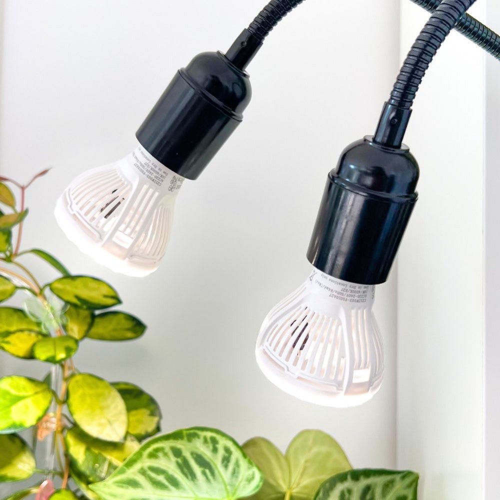 Éclairage LED pour plantes : comment choisir et utiliser la lampe idéale ? - plantandstories