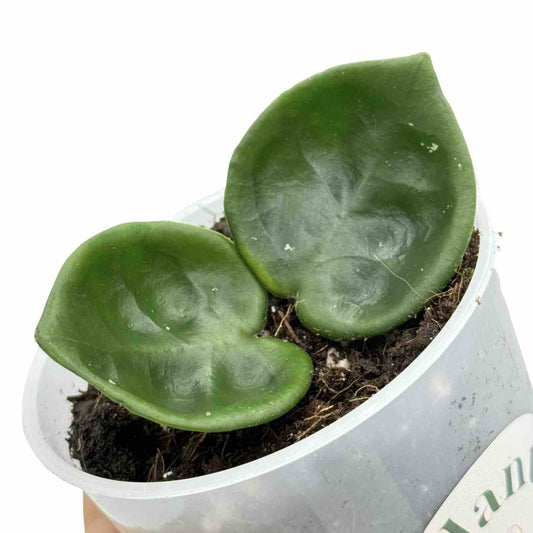 Jeune Hoya carnosa Chelsea aux feuilles vertes épaisses et gaufrées, en pleine santé