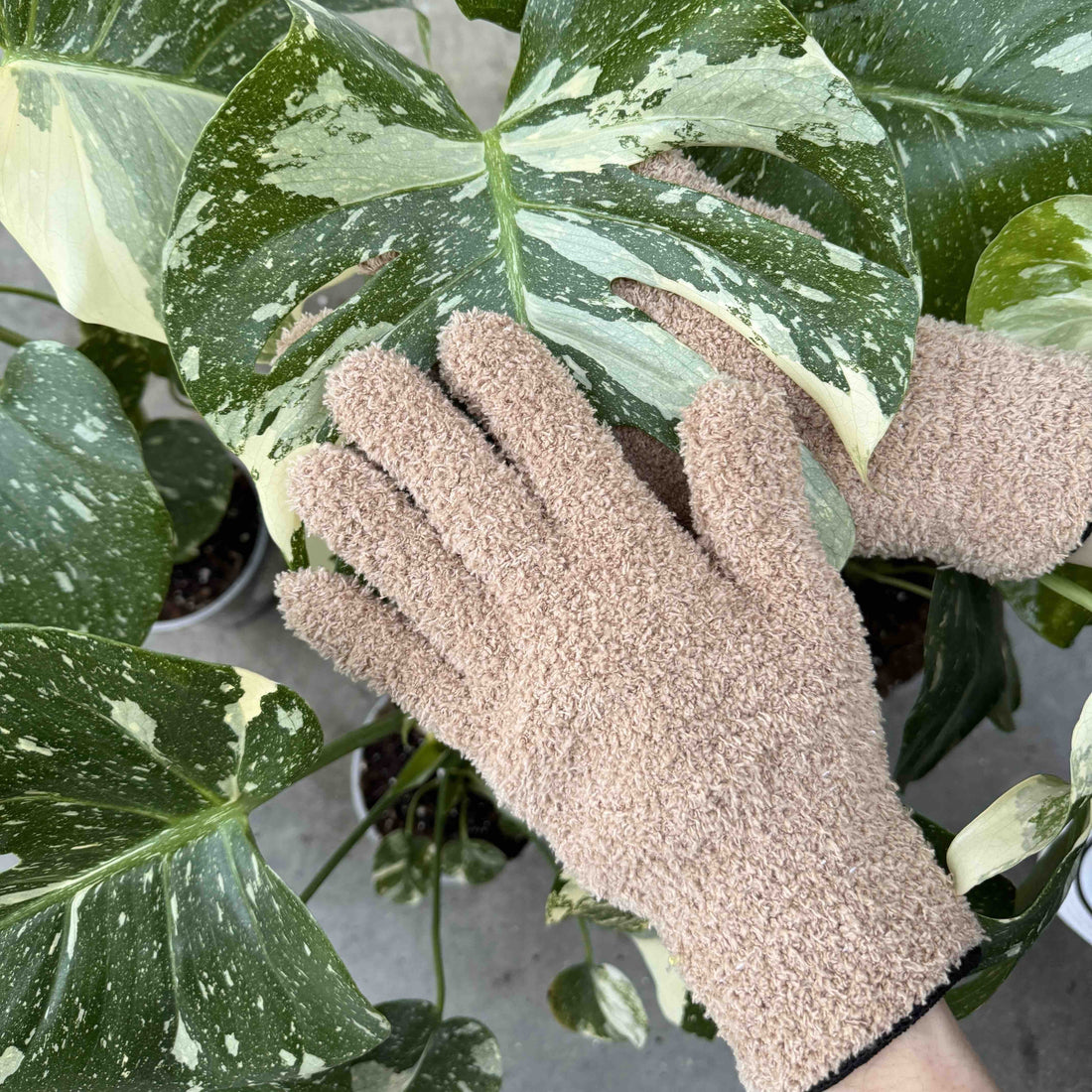 Feuille de Monstera Variegata au feuillage vert foncé largement panaché de blanc crème, essuyée avec un gant de nettoyage en microfibre