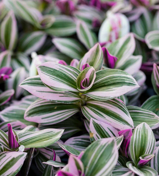 Comment entretenir une Tradescantia Nanouk ? - plantandstories