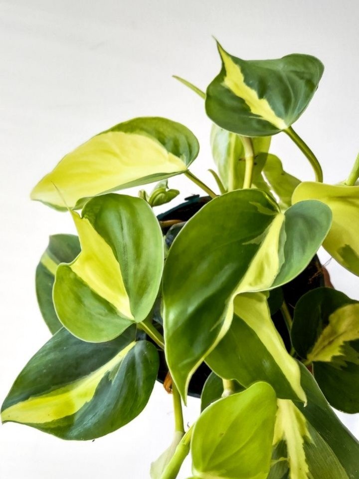 Philodendron Brasil : entretien, lumière et panachure - Plant and Stories