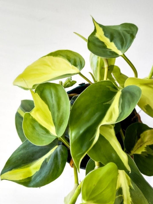 Philodendron Brasil : entretien, lumière et panachure - Plant and Stories