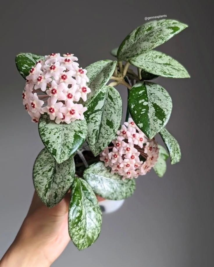 Hoya : tout savoir sur les plantes à fleurs cireuses (variétés et entretien) - plantandstories