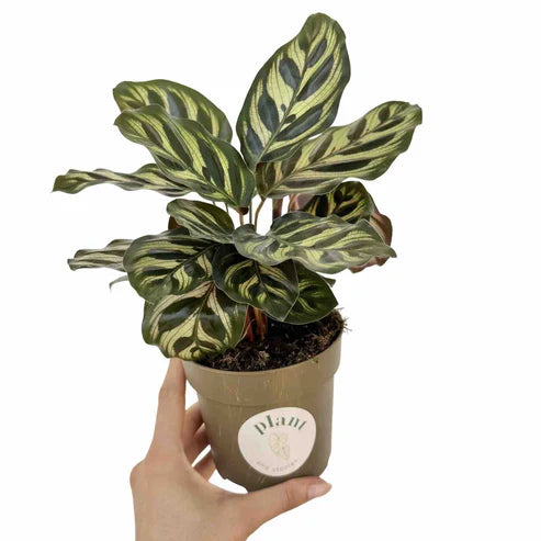 Calathea Makoyana : entretien, lumière et conseils pour réussir la plante paon