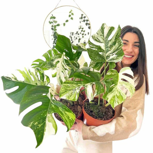 Monstera Deliciosa Variegata : entretien, lumière et conseils pour préserver sa panachure - plantandstories