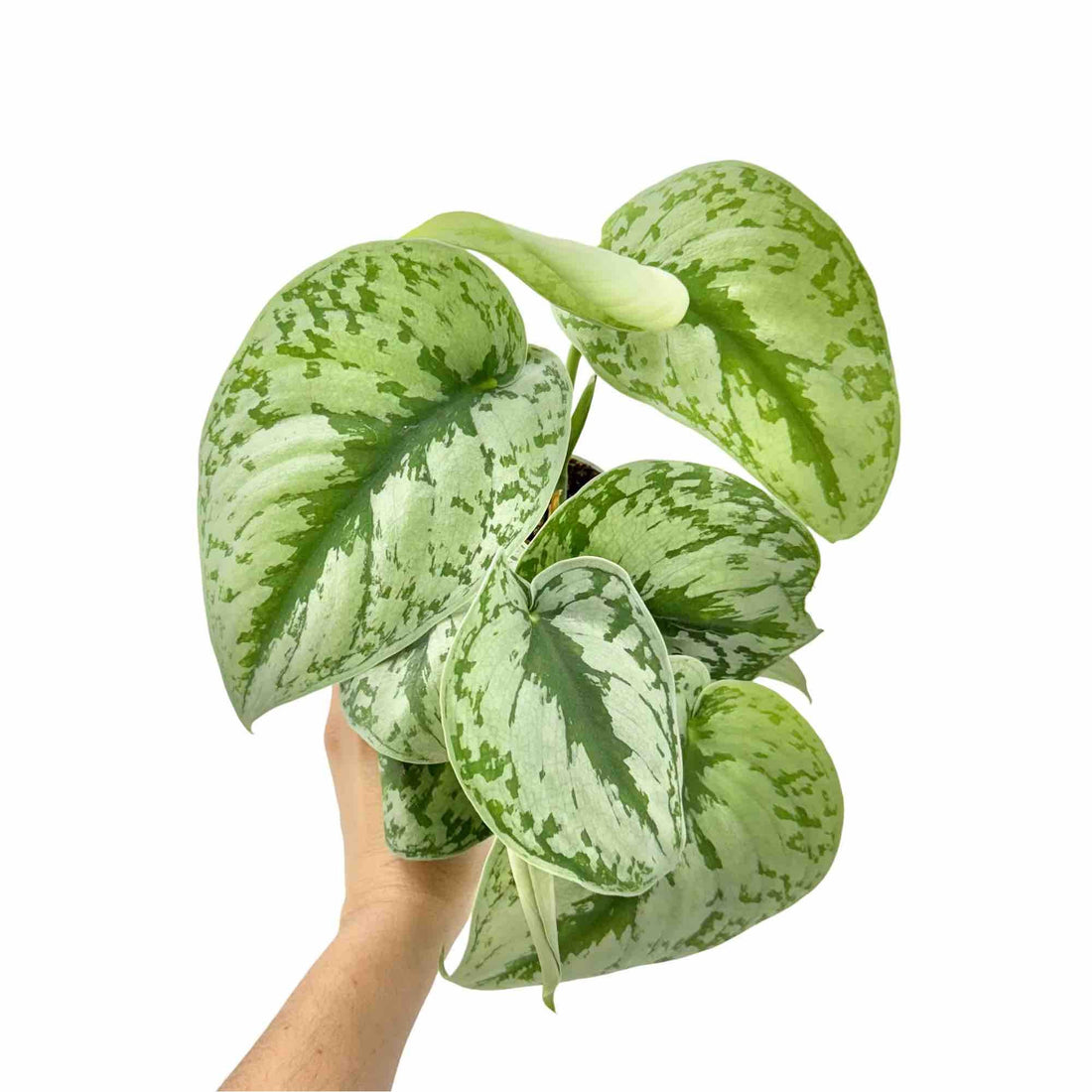 Scindapsus Pictus : entretien, variétés et conseils pour réussir cette liane argentée - Plant and Stories