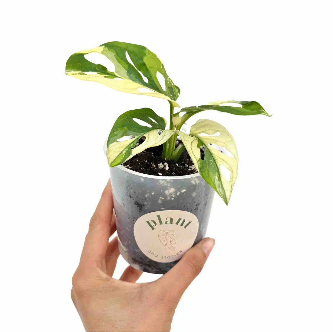 Monstera Adansonii Variegata : entretien, lumière et conseils pour préserver sa panachure - plantandstories
