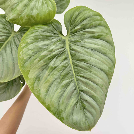 Grande feuille en cœur gaufrée aux reflets vert argenté d'un Philodendron mamei, plante rare de collection