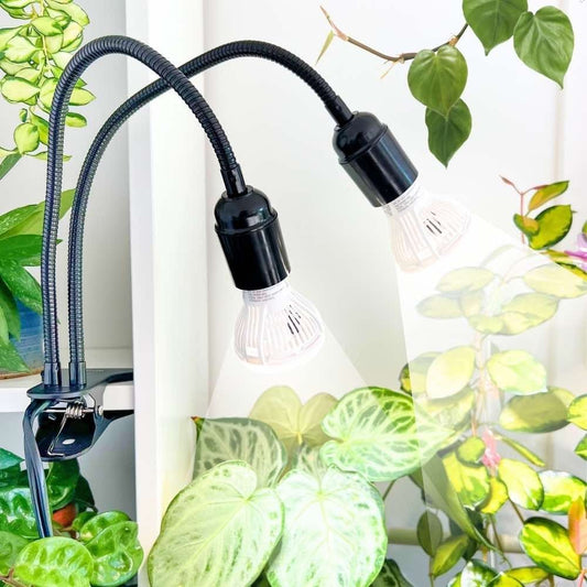 Lampes de croissance horticoles : le guide pratique pour cultiver à l'intérieur - plantandstories
