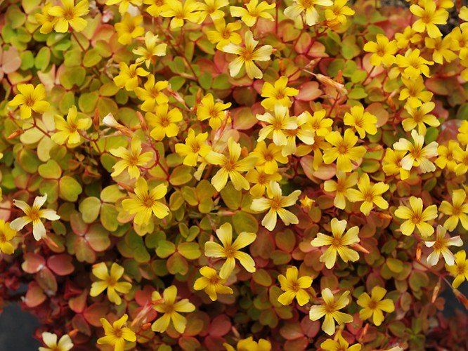 Comment entretenir l'Oxalis vulcanicola 'Sunset velvet' ? - plantandstories