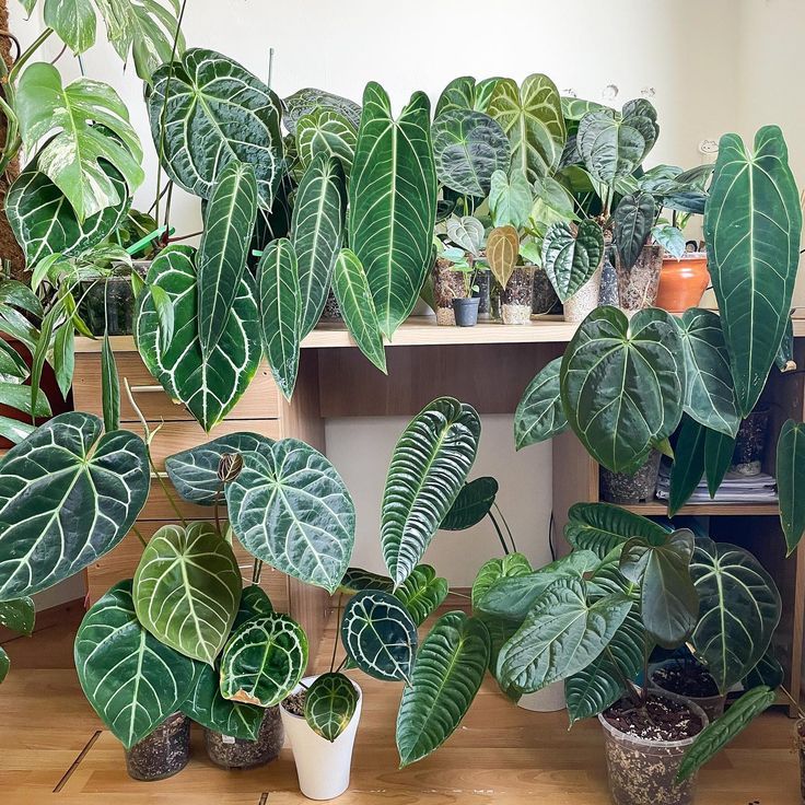 Anthurium : entretien, arrosage et lumière (l'essentiel) - Plant and Stories