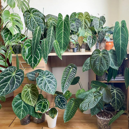 Collection d'anthuriums à feuillage, grandes feuilles veloutées en cœur vert foncé aux nervures blanc argenté
