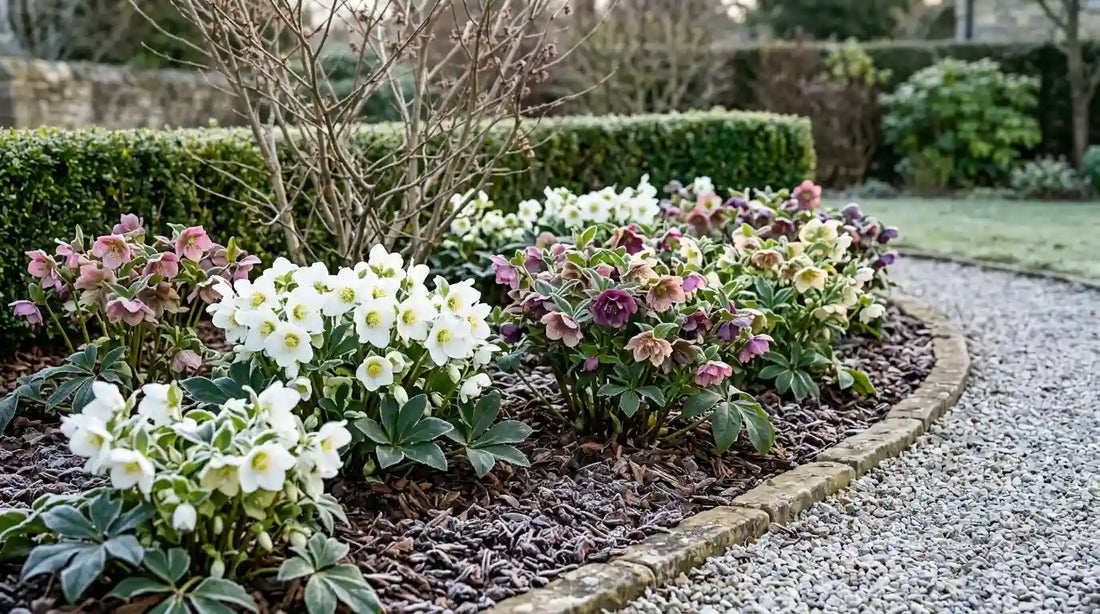 Massif d'hellébores fleuris en hiver dans un jardin : roses de Noël blanches (Helleborus niger) et roses de Carême roses et pourpres, le long d'une allée de gravier givrée