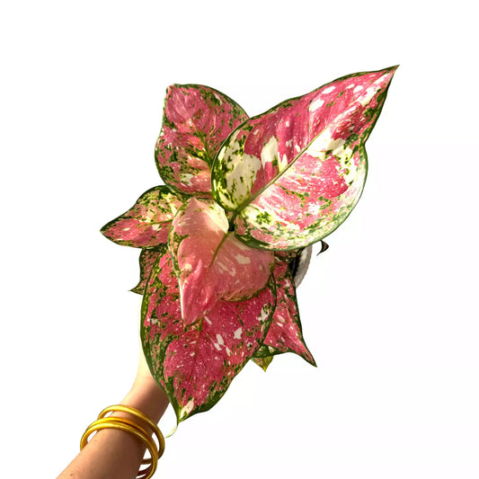 Aglaonema au feuillage rose vif panaché de vert et de crème, plante d'intérieur colorée tenue à la main