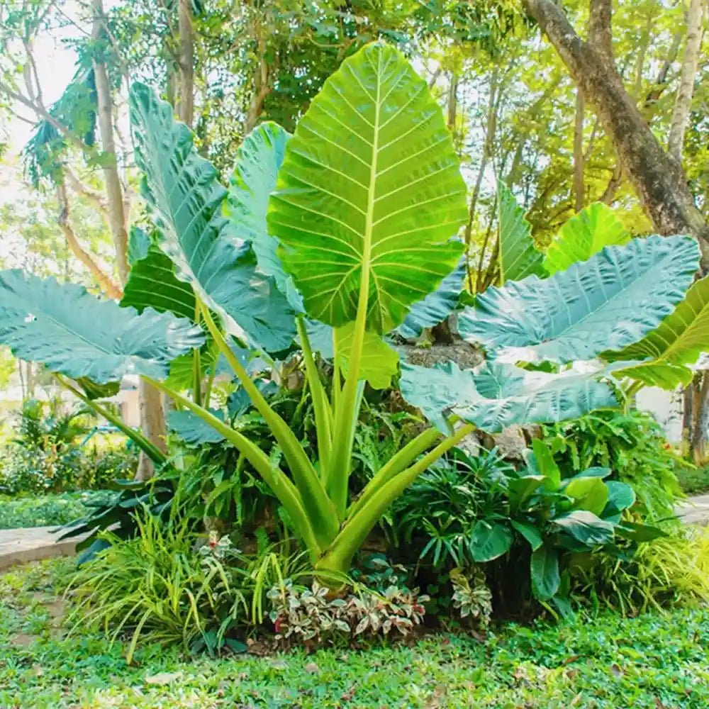 Alocasia : la plante d'intérieur aux feuilles géantes venue des tropiques - Plant and Stories