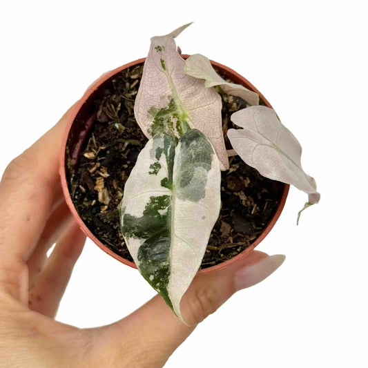 Alocasia polly : secrets d'entretien de cette plante tropicale au feuillage décoratif