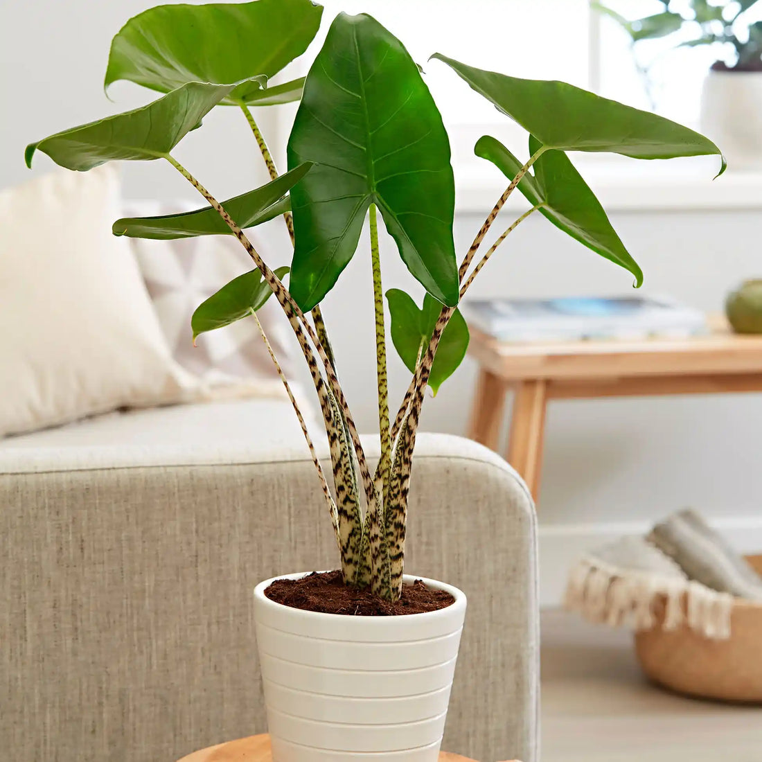 Alocasia Zebrina : entretien, arrosage et guide complet 2026   plantandstories