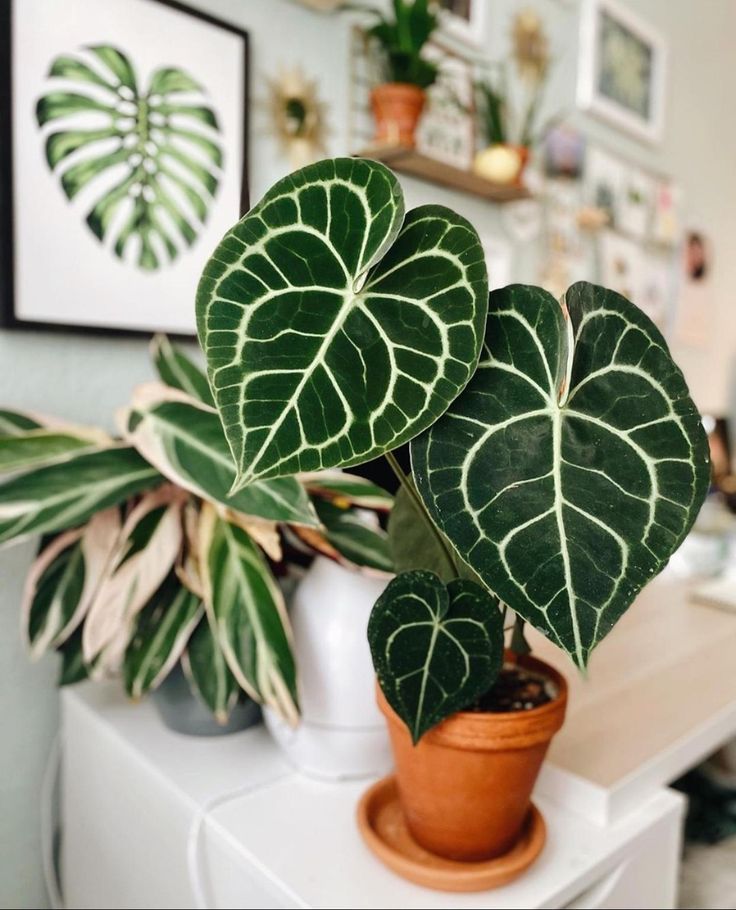 Entretien de l'Anthurium : arrosage, rempotage et feuillage en pleine santé - plantandstories