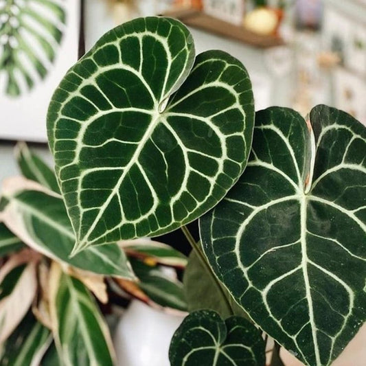 Feuilles veloutées vert foncé en cœur d'Anthurium clarinervium aux nervures blanches très marquées