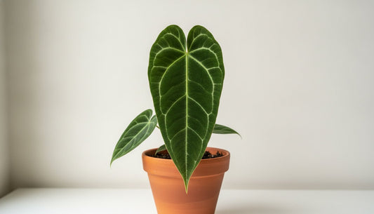 Acheter un Anthurium rare en ligne : Guide pour collectionneurs en France (2026) - plantandstories