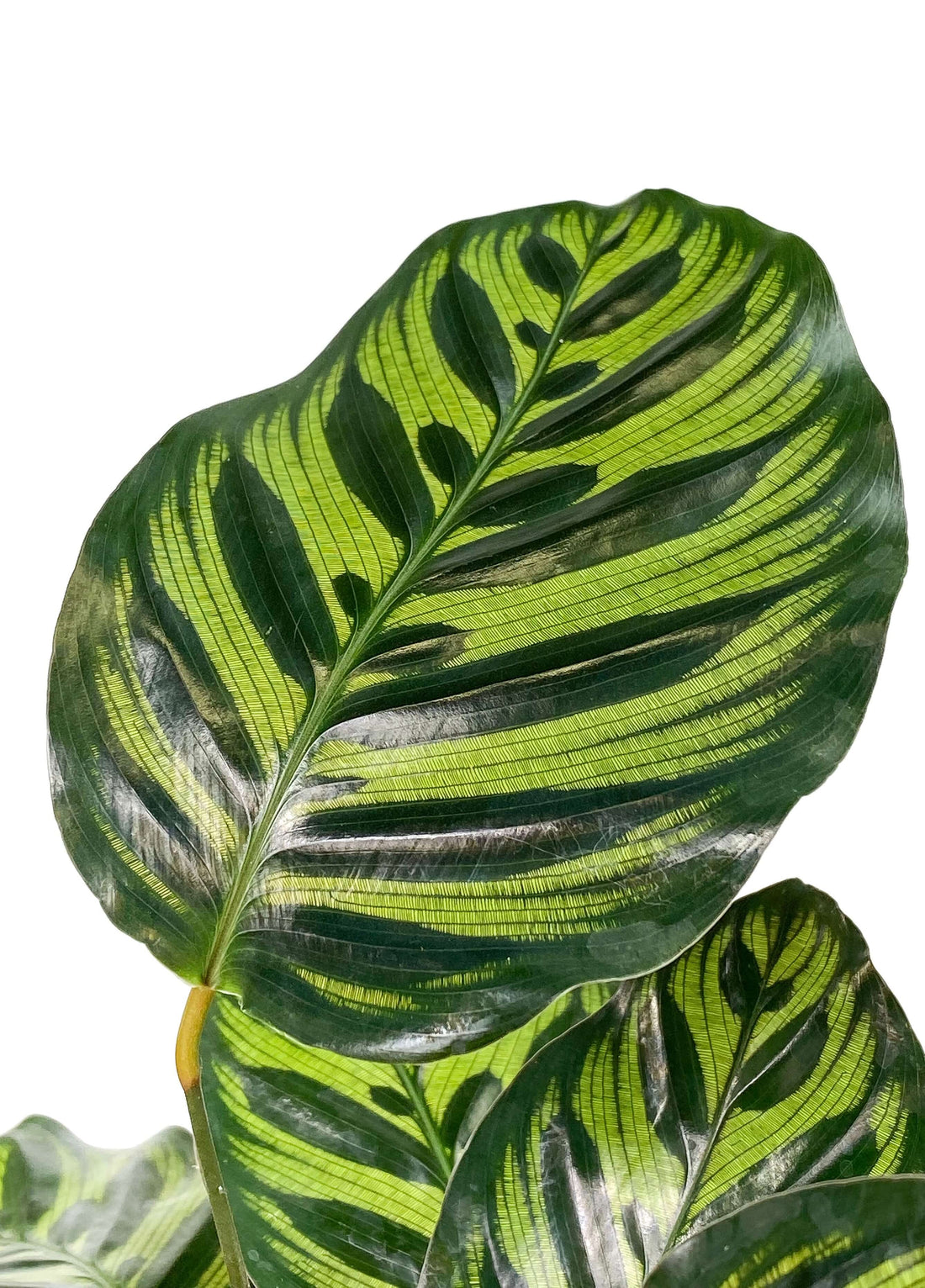 Top 10 des plantes vertes à grandes feuilles pour un intérieur éblouissant - plantandstories