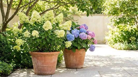 Massif d'hortensias en fleurs bleus, roses et blancs dans un jardin à la mi-ombre