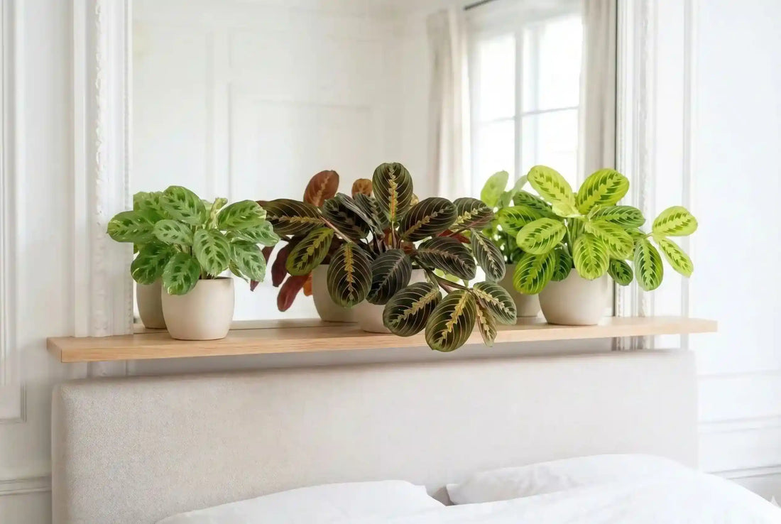Maranta (plante qui prie) au feuillage vert marqué de nervures rouges en arête de poisson, plante d'intérieur non toxique.