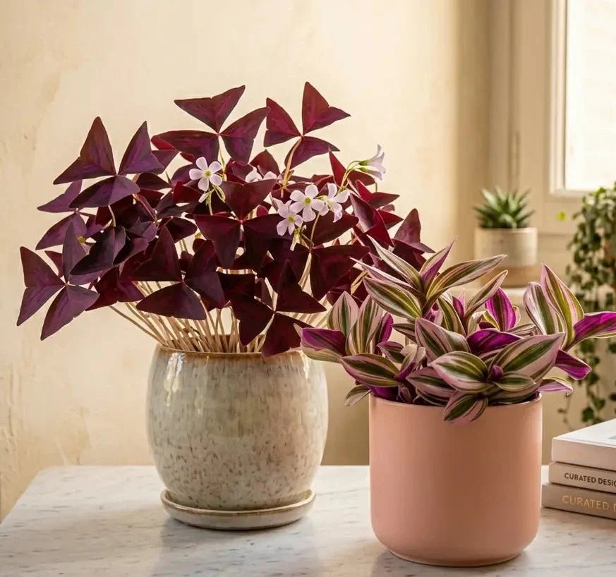 Plantes d'intérieur au feuillage coloré rose et pourpre en pots