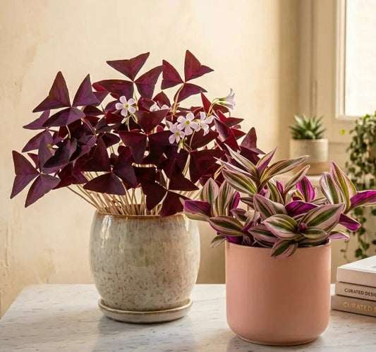Plantes d'intérieur au feuillage coloré rose et pourpre en pots