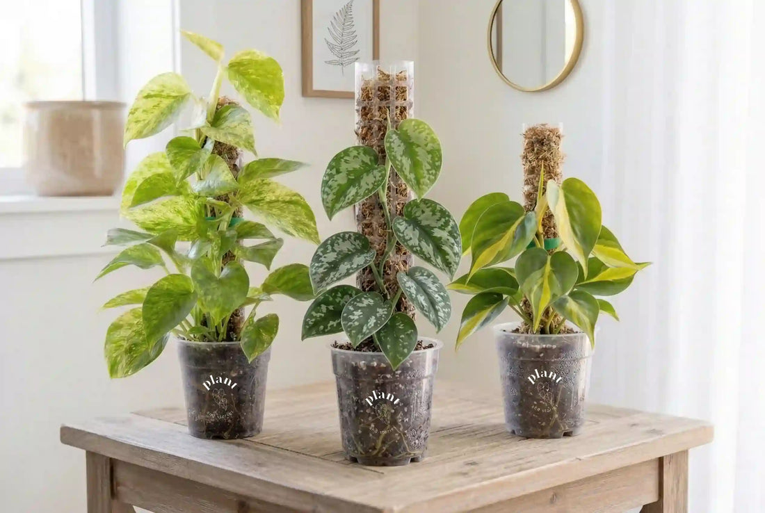 Tuteur transparent Monstera : le guide pour sublimer vos plantes grimpantes en 2026 - plantandstories