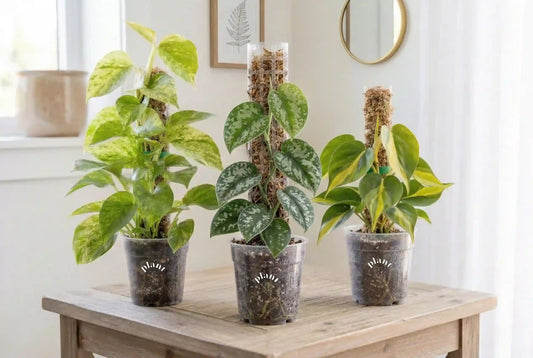 Tuteur transparent Monstera : le guide pour sublimer vos plantes grimpantes en 2026 - plantandstories