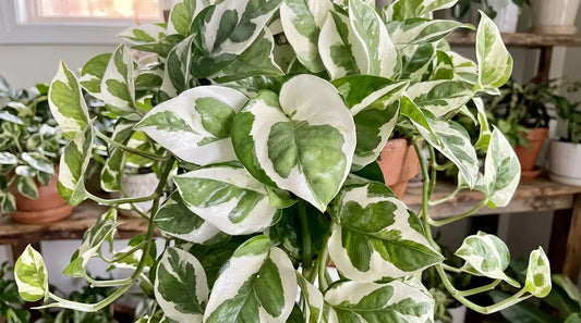 Une photo en gros plan, bien éclairée, montre une plante d'intérieur Epipremnum N'Joy, en bonne santé