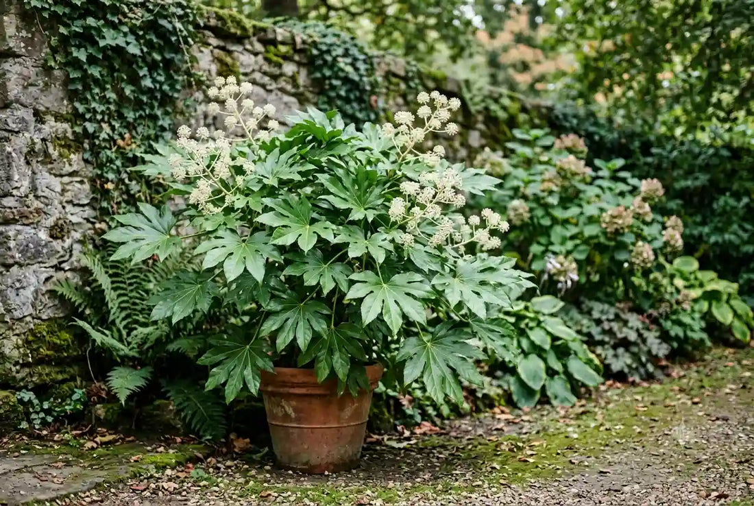Fatsia japonica (aralia du Japon) : plantation et entretien à l'ombre
