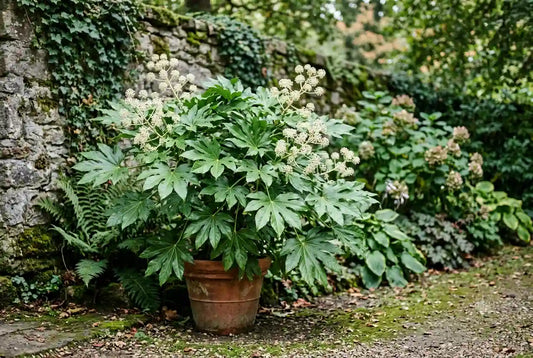 Fatsia japonica (aralia du Japon) : plantation et entretien à l'ombre