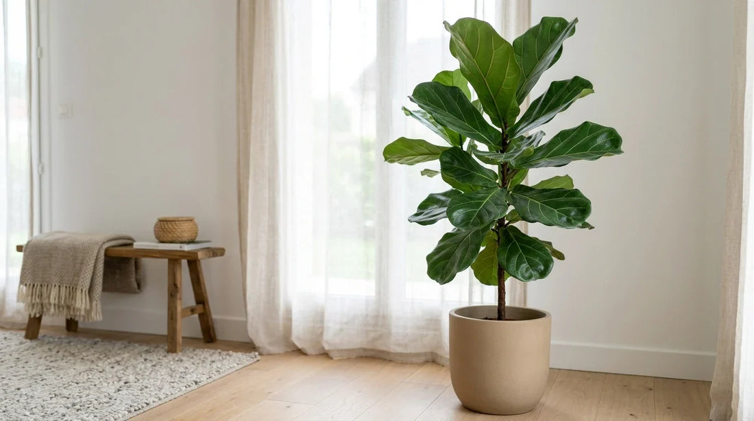 Ficus lyrata (figuier lyre) aux grandes feuilles en forme de violon dans un pot beige, près d'une fenêtre voilée dans un salon clair