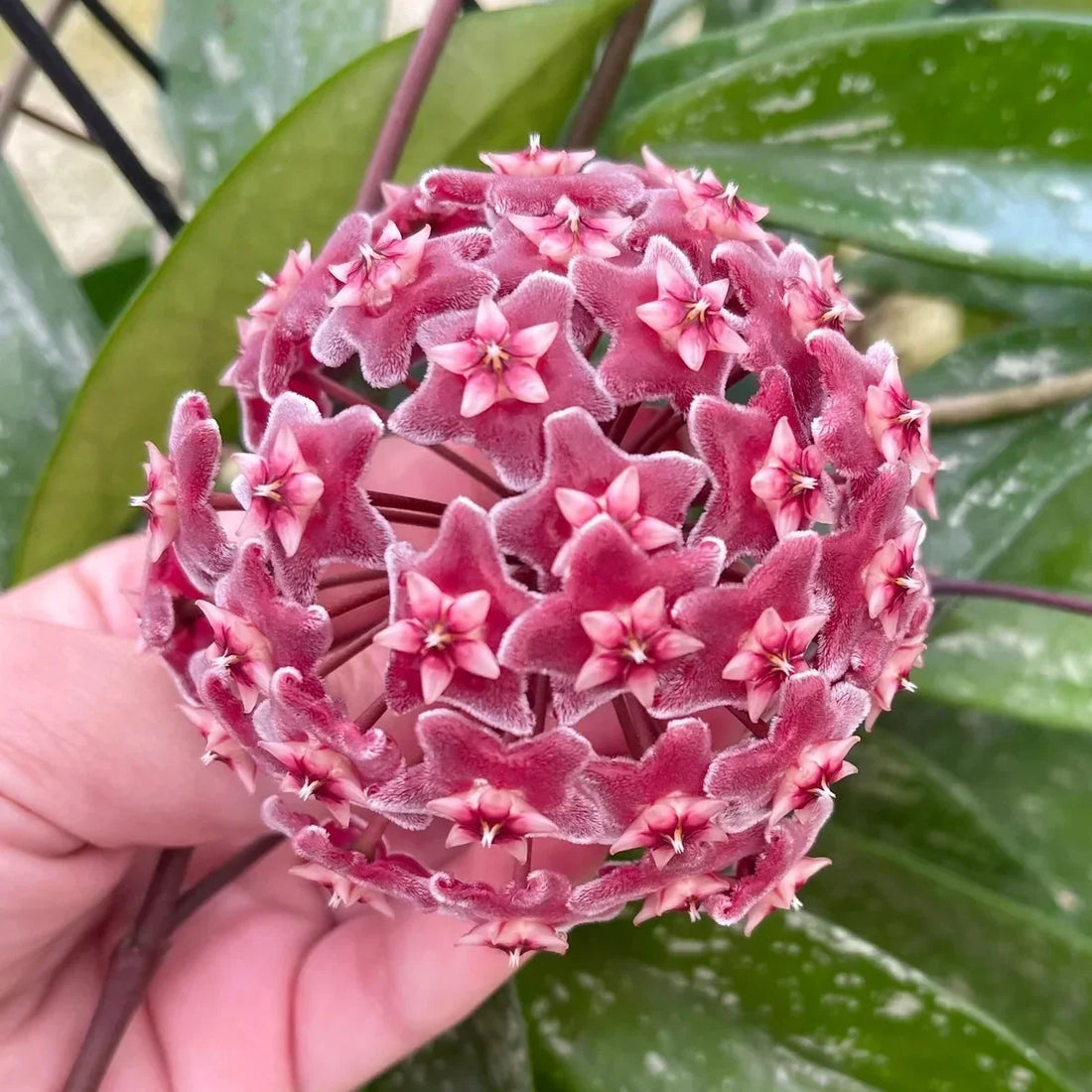 Gros plan sur l'inflorescence et les fleurs en etoile de l'Hoya Pubicalyx Silver Spot avec ses petales rouge profond