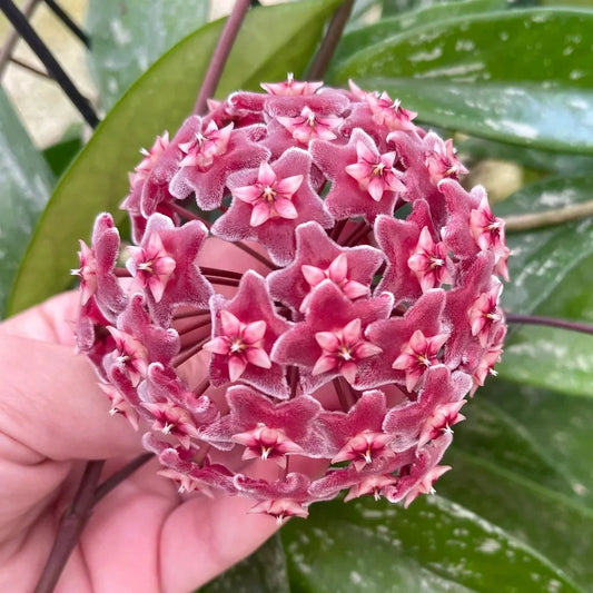 Gros plan sur l'inflorescence et les fleurs en etoile de l'Hoya Pubicalyx Silver Spot avec ses petales rouge profond