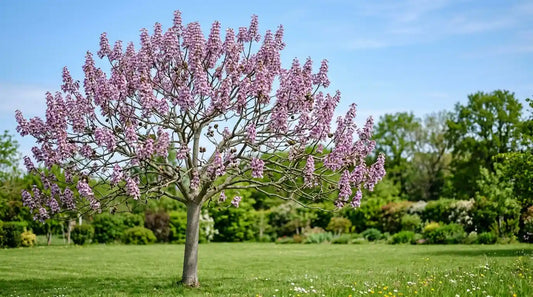 Paulownia tomentosa (arbre impérial) en pleine floraison printanière, panicules de fleurs mauves avant les feuilles, isolé dans une pelouse