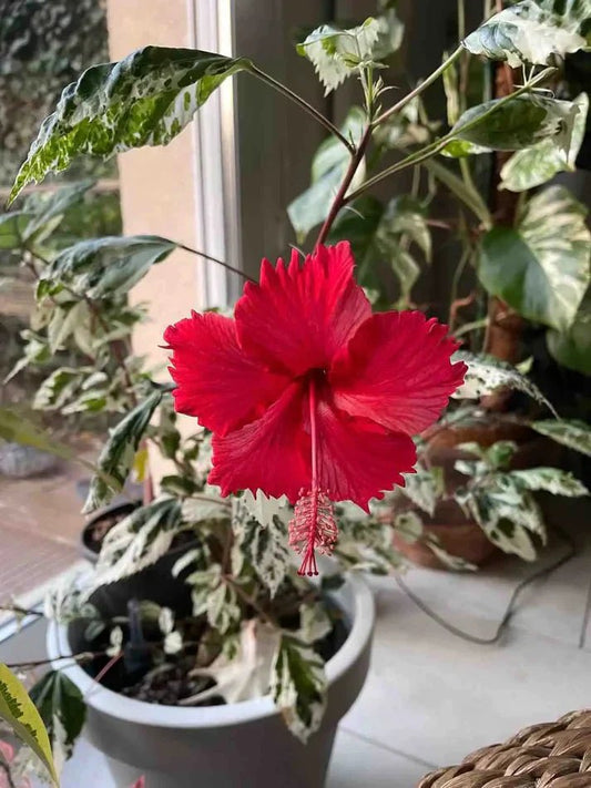 Hibiscus Variegata : entretien, lumière et conseils pour stimuler sa floraison - plantandstories