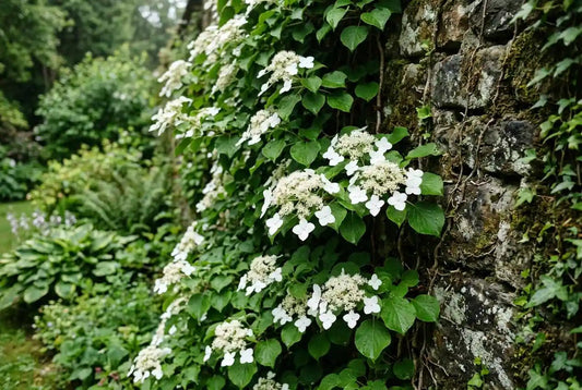 Hortensia grimpant (Hydrangea petiolaris) : plantation et entretien - Plant and Stories