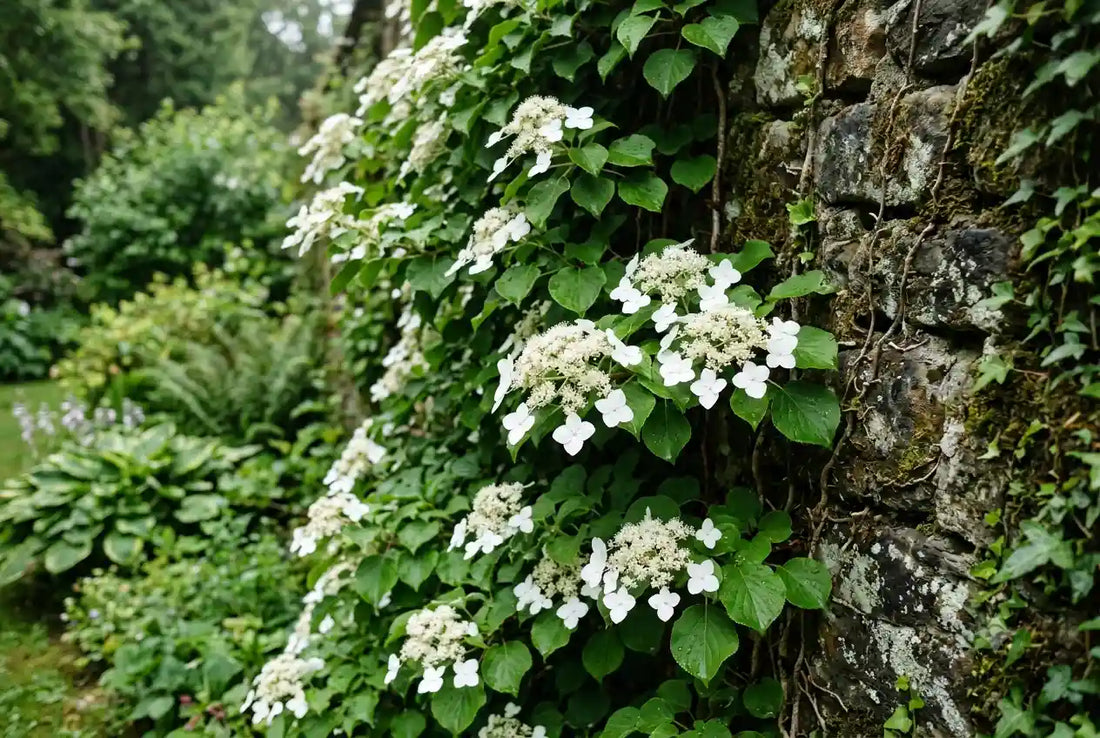 Hortensia grimpant (Hydrangea petiolaris) : plantation et entretien
