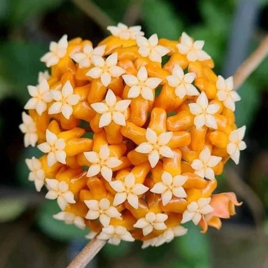 Faire fleurir un Hoya : pourquoi il ne fleurit pas (et comment y remédier) - Plant and Stories