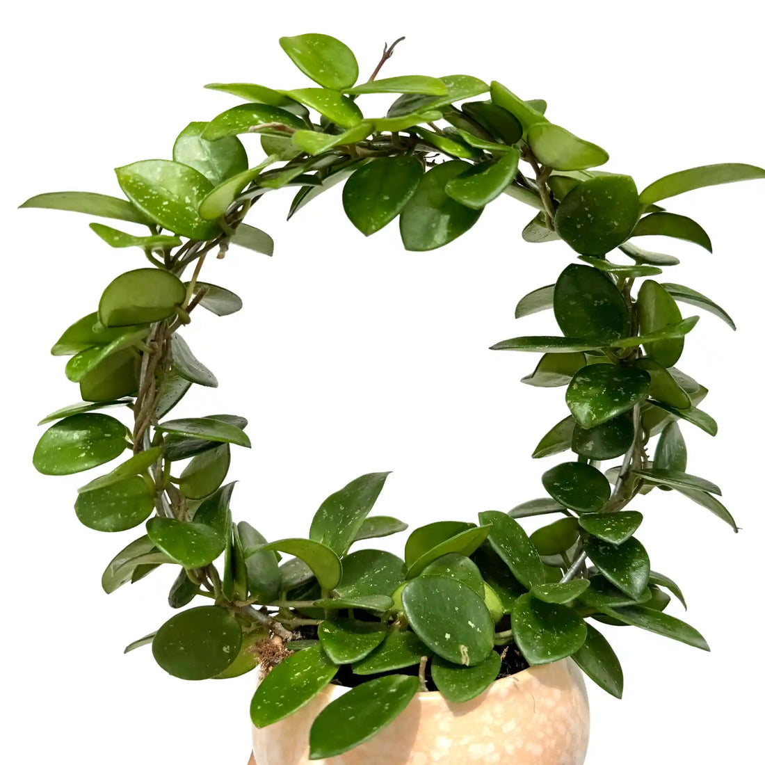 Hoya Mathilde au feuillage vert charnu et arrondi, palissée sur un arceau circulaire, dans un pot beige moucheté