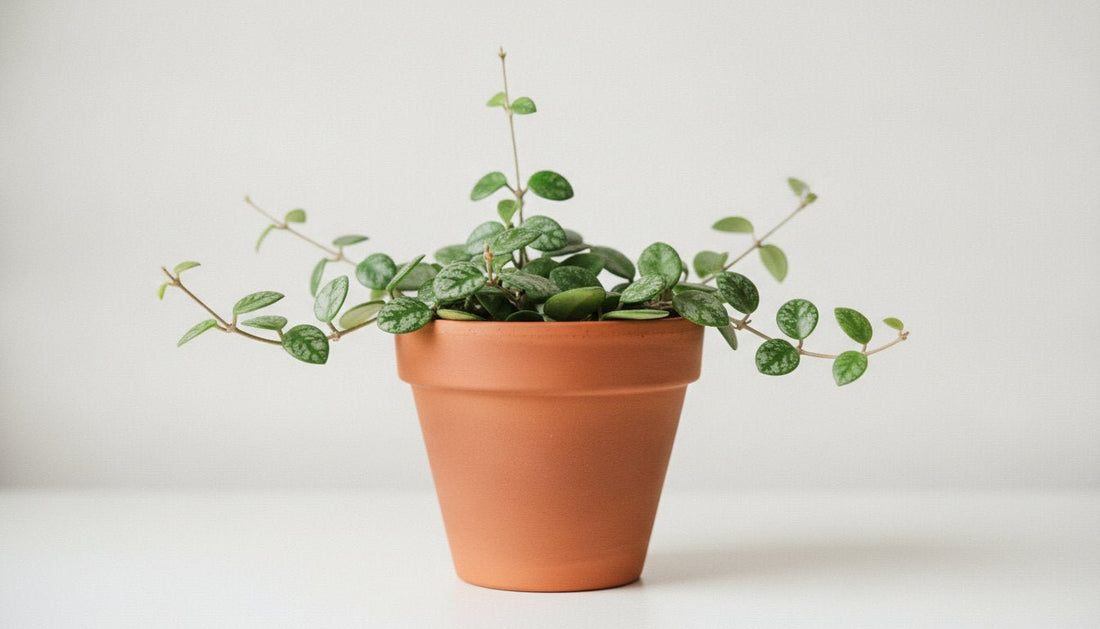 Hoya Mathilde entretien : le guide complet pour une plante épanouie et florissante - plantandstories