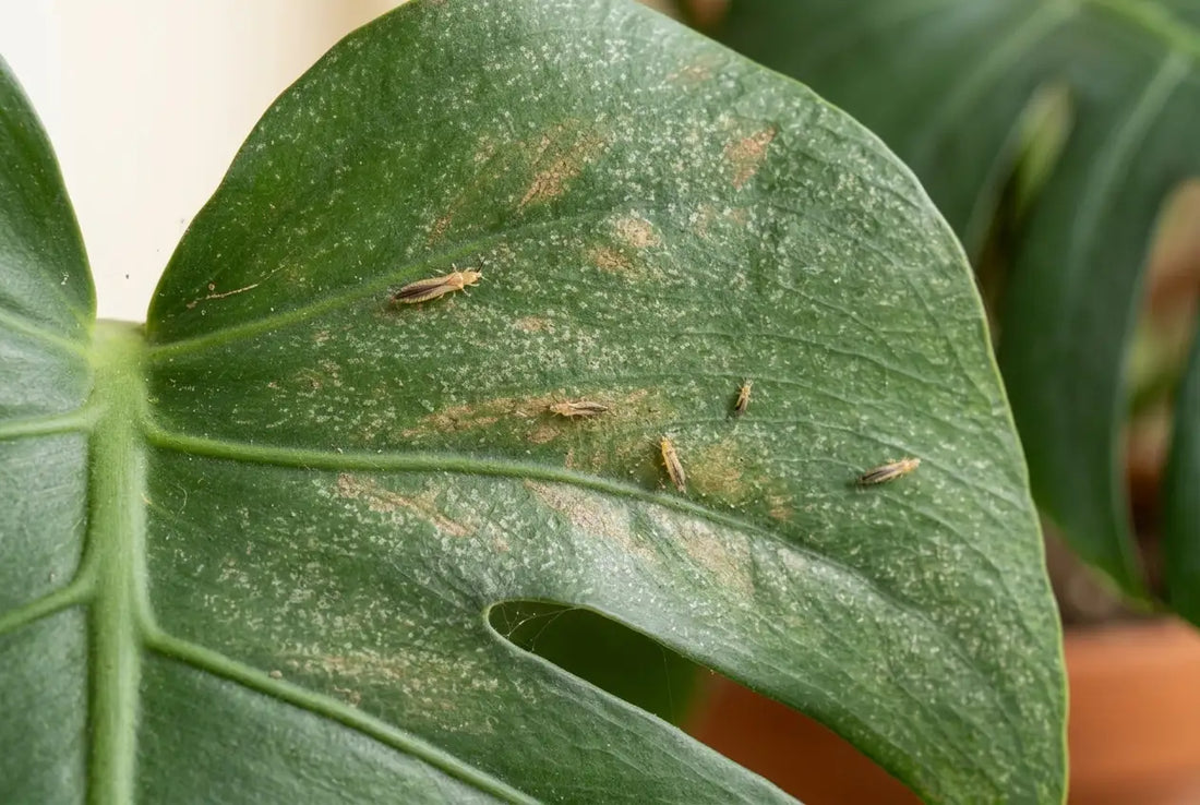 Thrips adultes et dégâts argentés sur une feuille de Monstera, en gros plan
