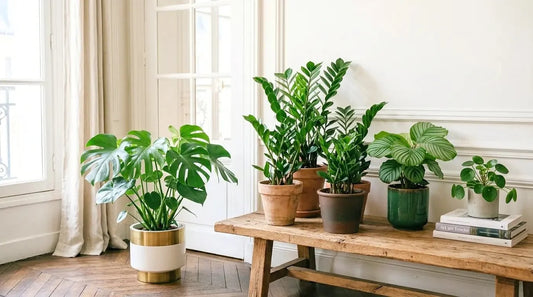 Zamioculcas (plante ZZ) au feuillage vert vernissé, plante d'intérieur increvable présentée en pot.