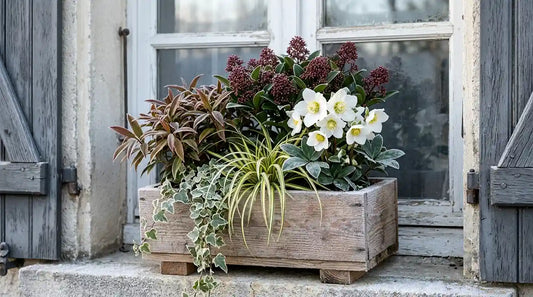 Jardinière d'hiver en bois sur un rebord de fenêtre : hellébore blanc, skimmia en boutons rouges, Leucothoé, carex panaché et lierre retombant