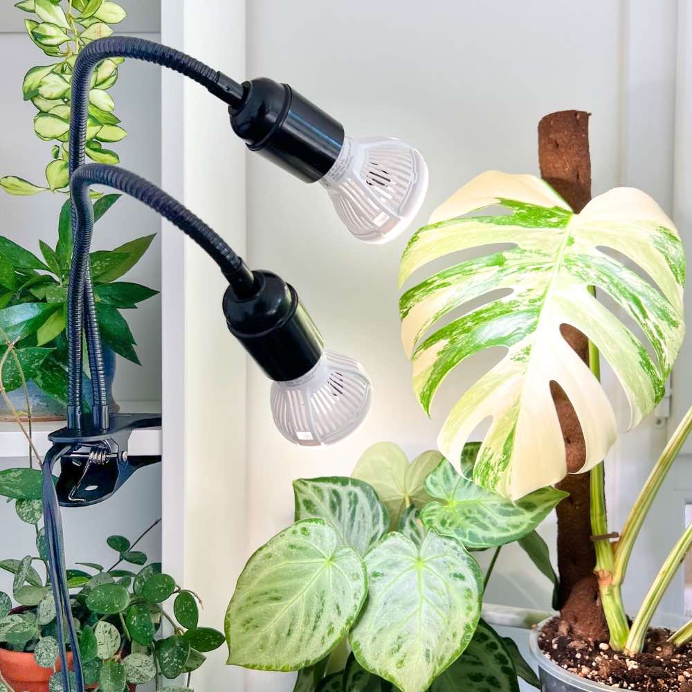 Lampe LED horticole croissance et floraison : choisir le bon éclairage pour votre culture d'intérieur - plantandstories