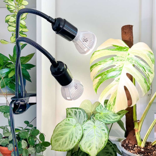 Lampe LED horticole croissance et floraison : choisir le bon éclairage pour votre culture d'intérieur - plantandstories