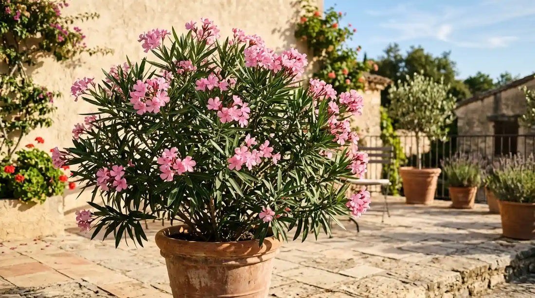 Laurier-rose (Nerium oleander) couvert de fleurs roses dans un grand pot en terre cuite sur une terrasse méditerranéenne ensoleillée